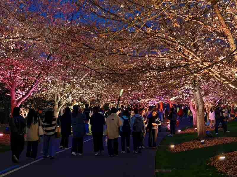  夜樱为何成新宠？实探辰山植物园的春日流量密码 文化旅游