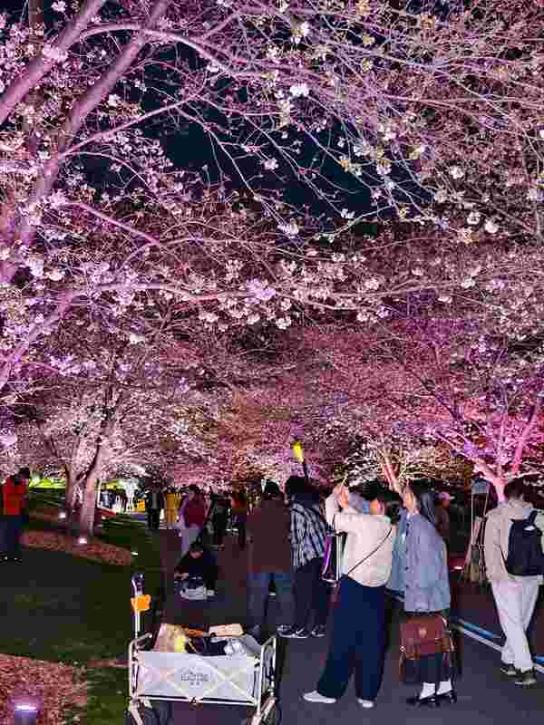  夜樱为何成新宠？实探辰山植物园的春日流量密码 文化旅游