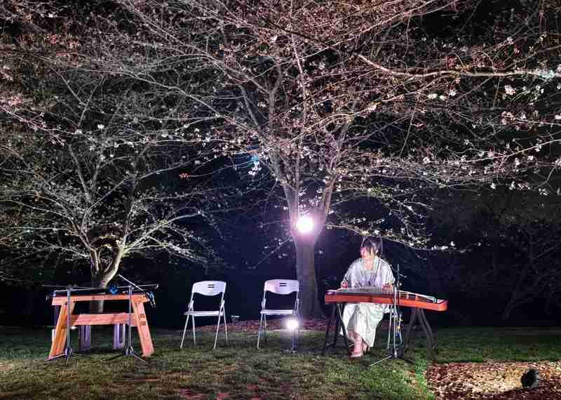  夜樱为何成新宠？实探辰山植物园的春日流量密码 文化旅游