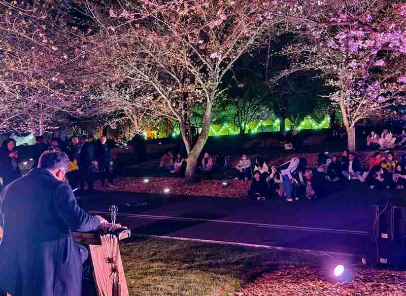  夜樱为何成新宠？实探辰山植物园的春日流量密码 文化旅游