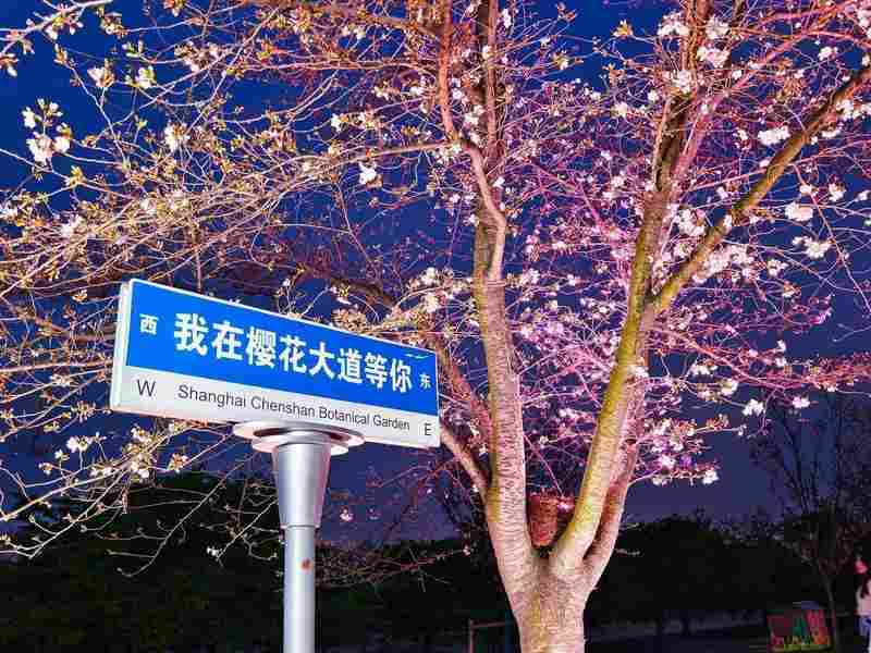  夜樱为何成新宠？实探辰山植物园的春日流量密码 文化旅游
