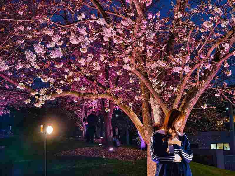  夜樱为何成新宠？实探辰山植物园的春日流量密码 文化旅游