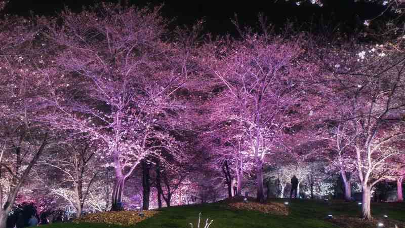  夜樱为何成新宠？实探辰山植物园的春日流量密码 文化旅游