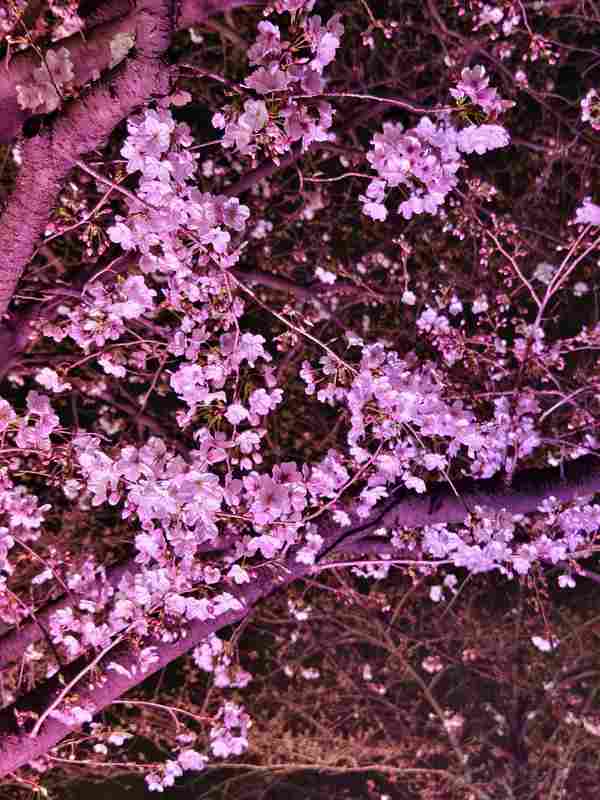  夜樱为何成新宠？实探辰山植物园的春日流量密码 文化旅游