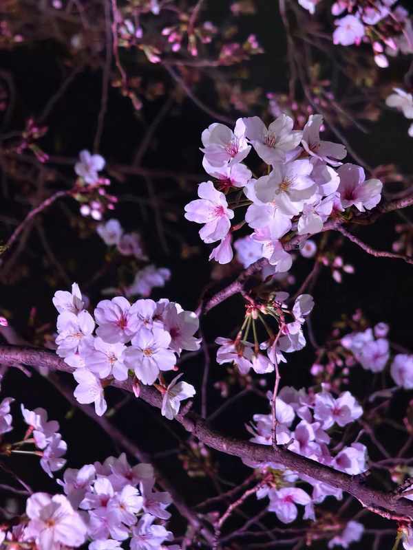  夜樱为何成新宠？实探辰山植物园的春日流量密码 文化旅游