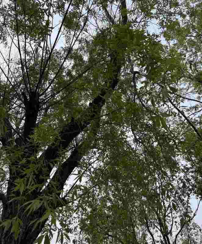  【技术解密】一张杨柳烧饼的匠心工艺：火候、比例与时机 文化旅游