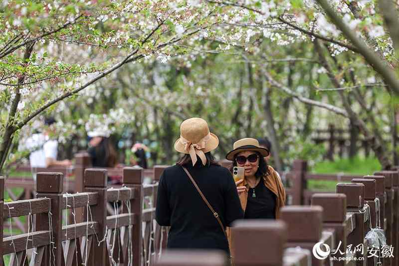  【文旅深度】15万株樱花如何炼成皖北爆款：固镇樱花季的数据逻辑与运营复盘 文化旅游