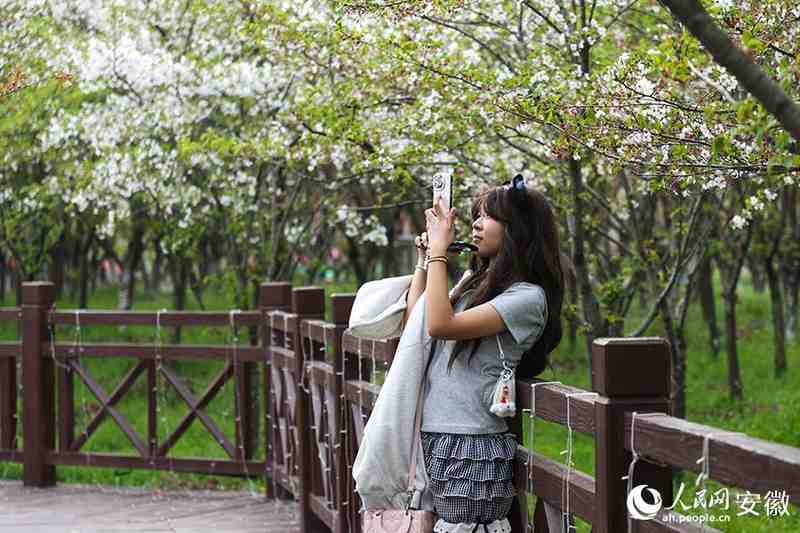  【文旅深度】15万株樱花如何炼成皖北爆款：固镇樱花季的数据逻辑与运营复盘 文化旅游