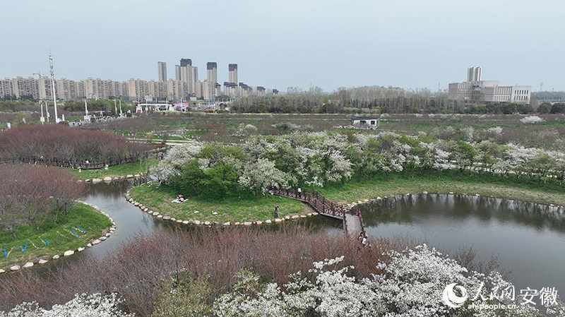  【文旅深度】15万株樱花如何炼成皖北爆款：固镇樱花季的数据逻辑与运营复盘 文化旅游