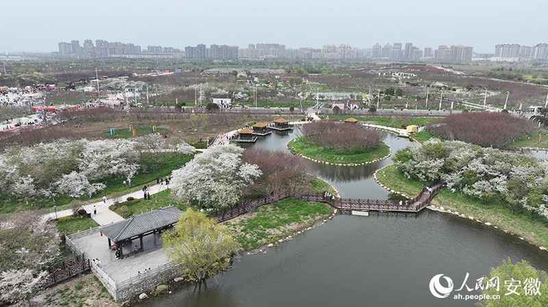  【文旅深度】15万株樱花如何炼成皖北爆款：固镇樱花季的数据逻辑与运营复盘 文化旅游