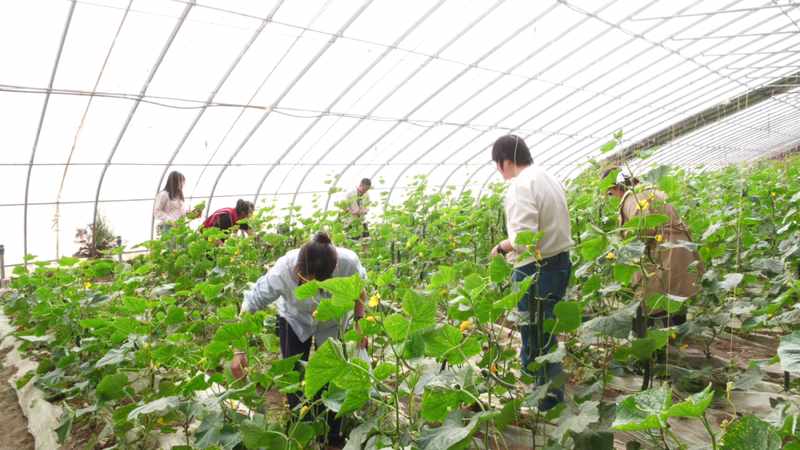  沙雅县清明文旅数据深度解析：丝路古城如何引爆假日经济 文化旅游